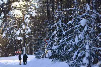 Американский клён &mdash; такой же &laquo;иноагент&raquo;, как борщевик Сосновского!