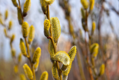 Неяркая, но плодовитая: в одном из районов Татарстана зацвела верба