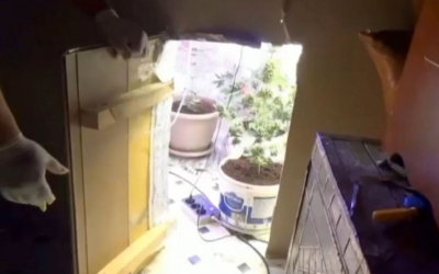 Марихуану выращивал в потаённой комнате житель Кандыагаша