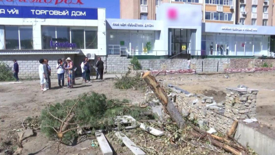 &quot;До слез обидно&quot;: бизнесмен за ночь вырубил десятки деревьев в Актобе (видео)