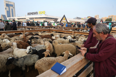 В&nbsp;Татарстане призвали не&nbsp;привозить овец на&nbsp;Курбан-байрам из&nbsp;других регионов: &laquo;У&nbsp;нас их&nbsp;достаточно&raquo;