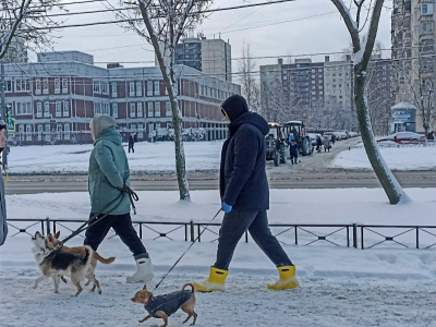 Рязанцам посоветовали обувать собак из-за химикатов на дорогах