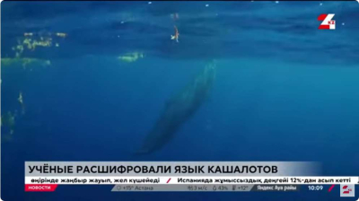 Ученые расшифровали язык кашалотов