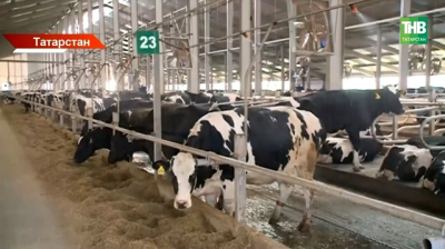 Эль-Ниньо, подешевевшее молоко и рост налогов: что тревожит аграриев Татарстана?
