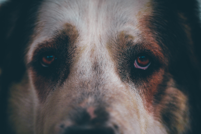 В Финляндии спасатели помогли собаке, которая 54 часа провела на крутом склоне