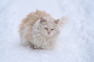 Вильфанд ответил, когда отступят 30-градусные морозы в Москве